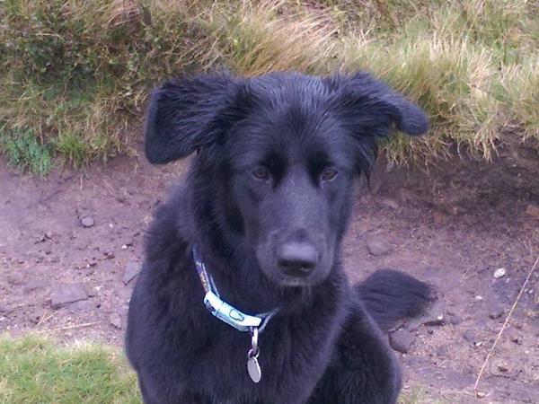 Housesitting assignment in Keighley, United Kingdom