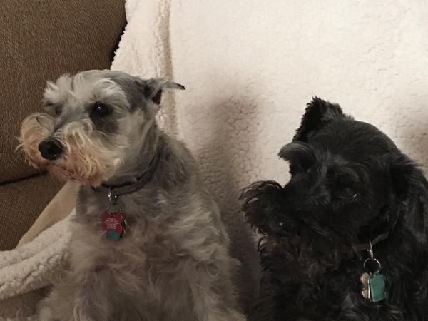 Housesitting assignment in Sparks, Nevada, United States