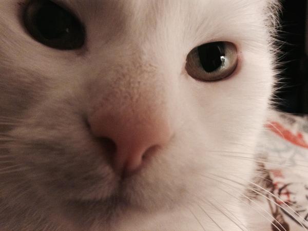 Housesitting assignment in Sheffield, United Kingdom