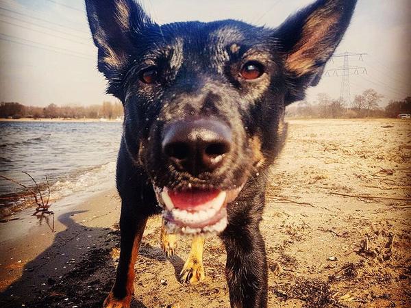 Housesitting assignment in Amsterdam, Netherlands
