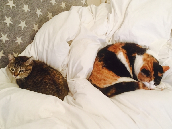 Housesitting assignment in Shepherds Bush, United Kingdom