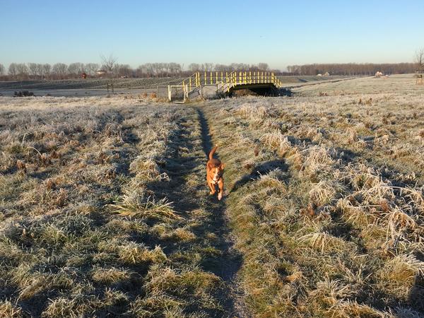 Housesitting assignment in Hoofddorp, Netherlands