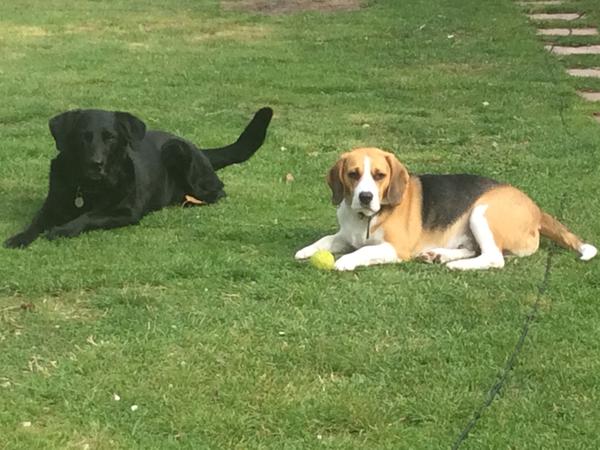 Housesitting assignment in Woodley, United Kingdom