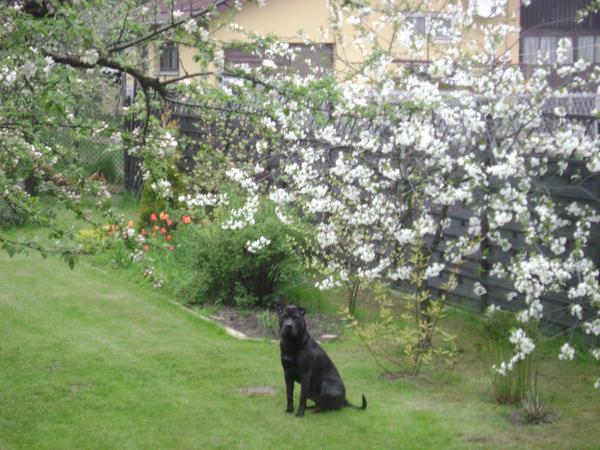 Housesitting assignment in Częstochowa, Poland