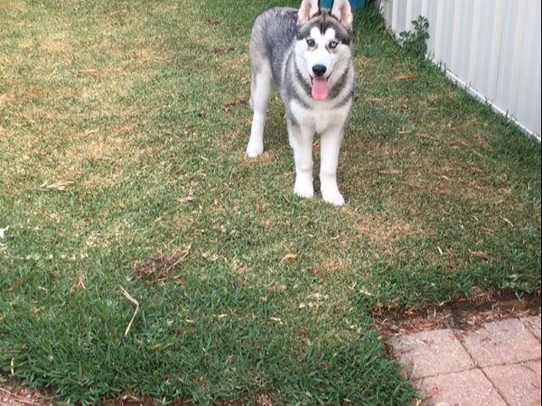 Housesitting assignment in Concord, New South Wales, Australia