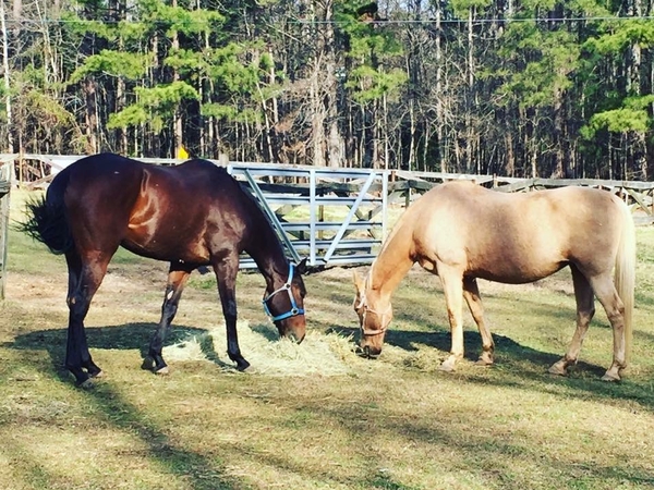 Housesitting assignment in Peachtree City, Georgia, United States