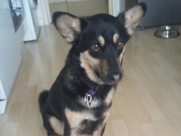 Housesitting assignment in Hamburg, Germany