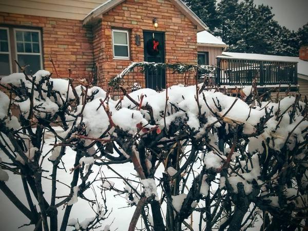 Housesitting assignment in Lead, SD, United States