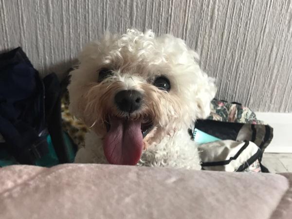 Housesitting assignment in Pontyclun, United Kingdom