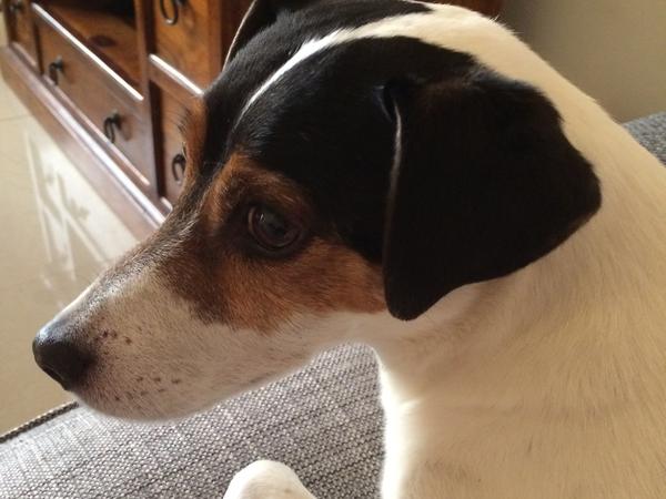 Housesitting assignment in Ras al-Khaimah, United Arab Emirates
