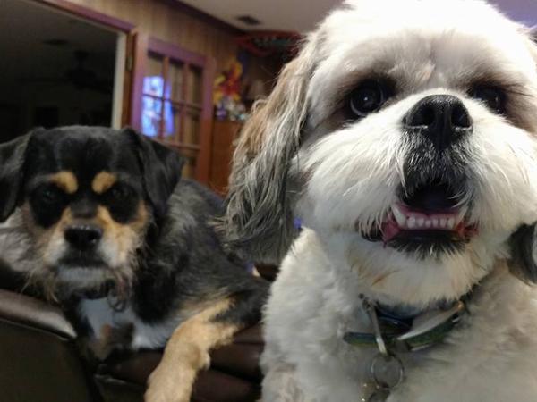 Housesitting assignment in Palm Harbor, Florida, United States