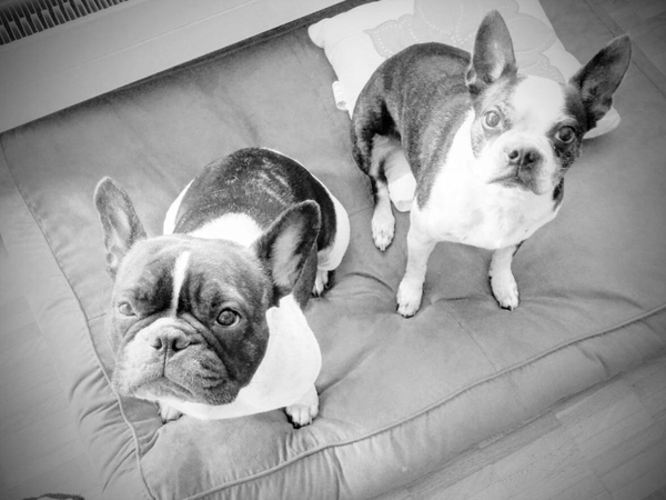Housesitting assignment in Zürich, Switzerland