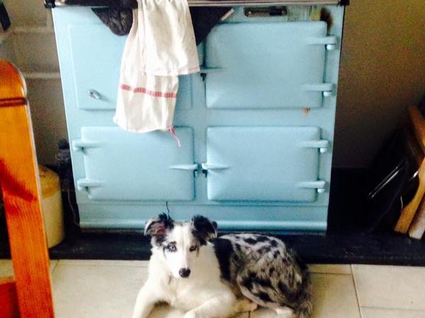 Housesitting assignment in Bridport, United Kingdom