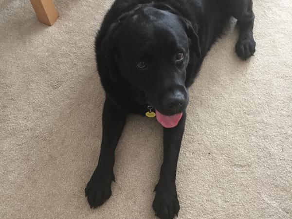 Housesitting assignment in Shaldon, United Kingdom