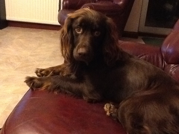 Housesitting assignment in Cramlington, United Kingdom