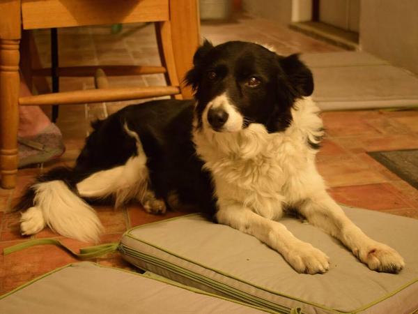 Housesitting assignment in Walmer, United Kingdom