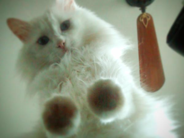 Housesitting assignment in Hanoi, Vietnam