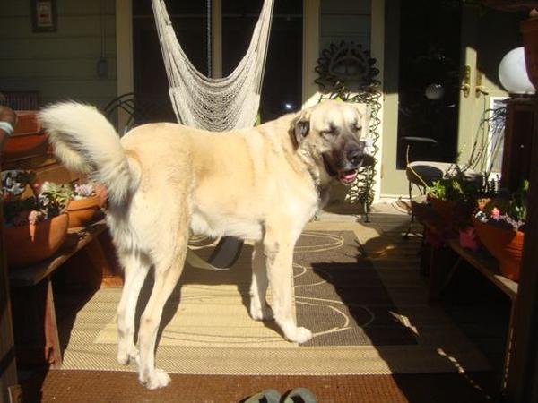 Housesitting assignment in San Francisco, California, United States