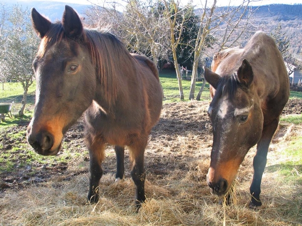 Housesitting assignment in Monterchi, Italy