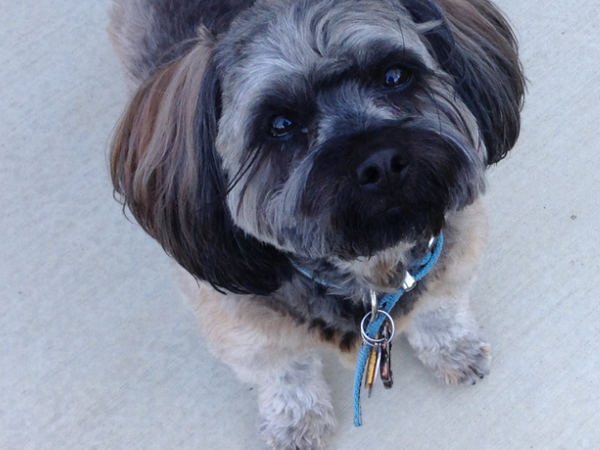 Housesitting assignment in El Dorado Hills, California, United States