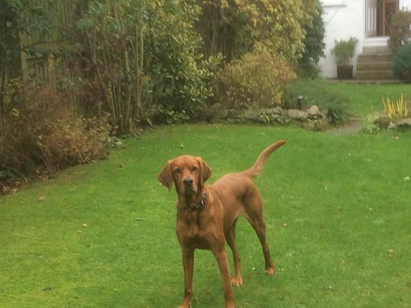 Housesitting assignment in North Berwick, United Kingdom