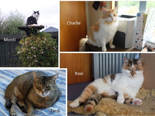 Housesitting assignment in Lincoln, New Zealand