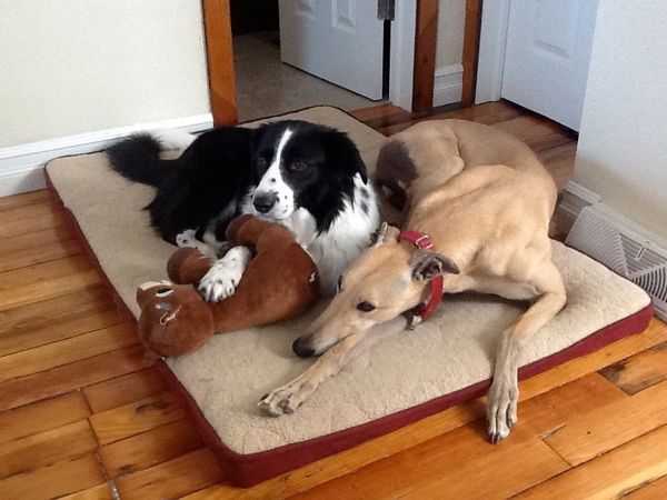 Housesitting assignment in Loveland, CO, United States