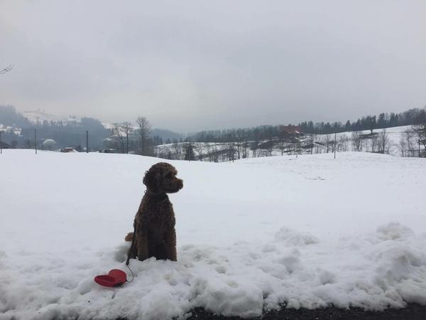 Housesitting assignment in Unterägeri, Switzerland
