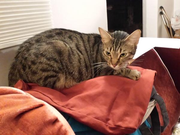Housesitting assignment in Berkeley, California, United States