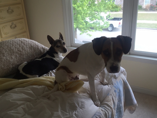Housesitting assignment in Buford, Georgia, United States