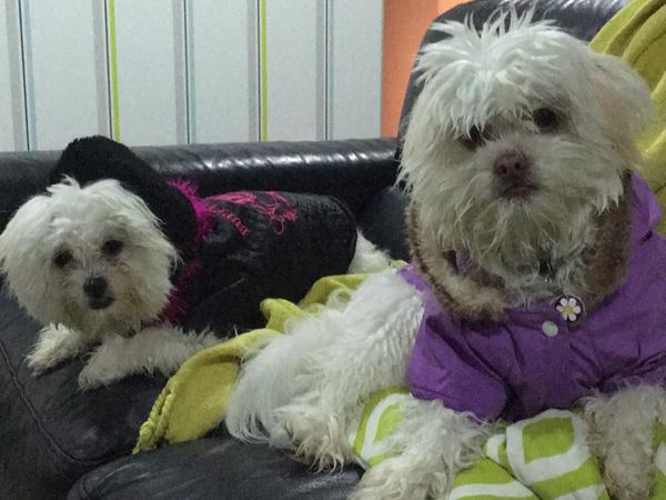 Housesitting assignment in New Plymouth, New Zealand