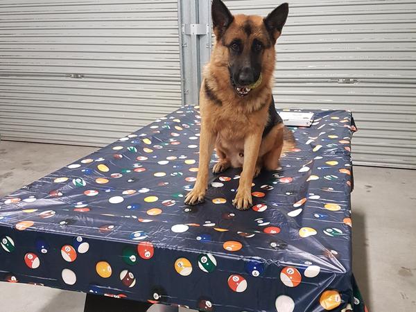 Housesitting assignment in Barnsley, New South Wales, Australia