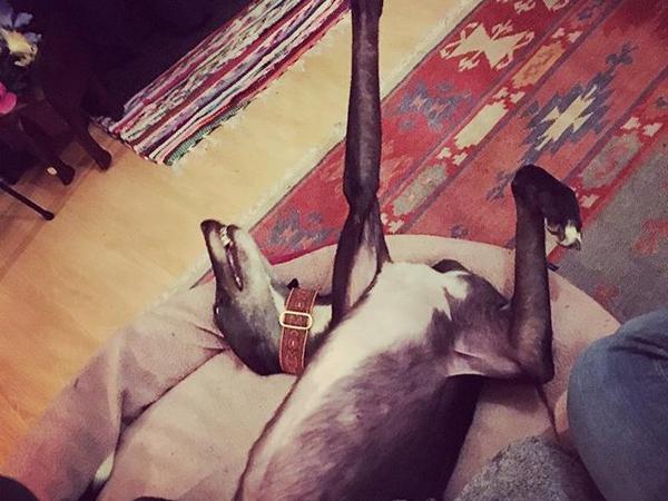 Housesitting assignment in Salford, United Kingdom