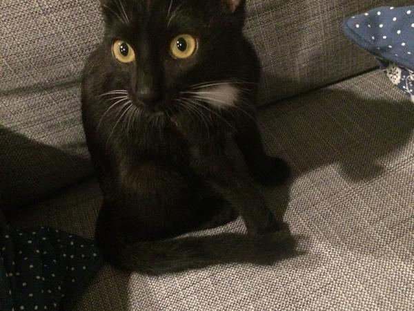 Housesitting assignment in Bangkok, Thailand