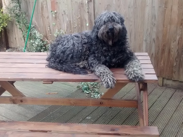 Housesitting assignment in New Southgate, United Kingdom
