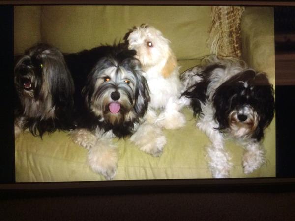 Housesitting assignment in Springfield, QLD, Australia