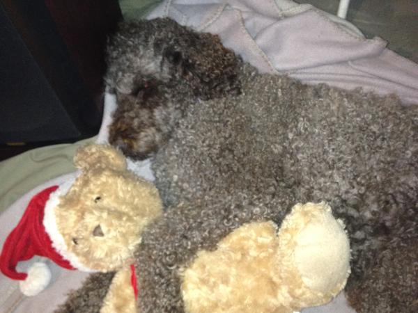 Housesitting assignment in Wonga Park, VIC, Australia