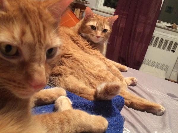 Housesitting assignment in Yonkers, NY, United States