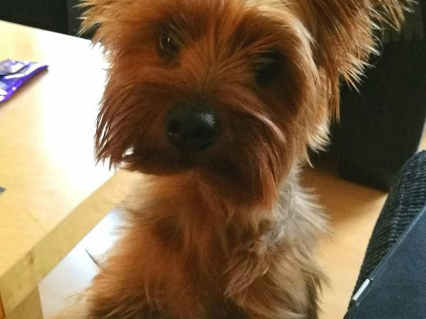 Housesitting assignment in Smithfield, Ireland