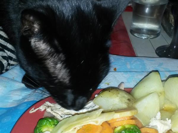 Housesitting assignment in Stoke-on-Trent, United Kingdom