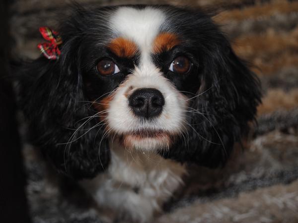 Housesitting assignment in East Killara, NSW, Australia