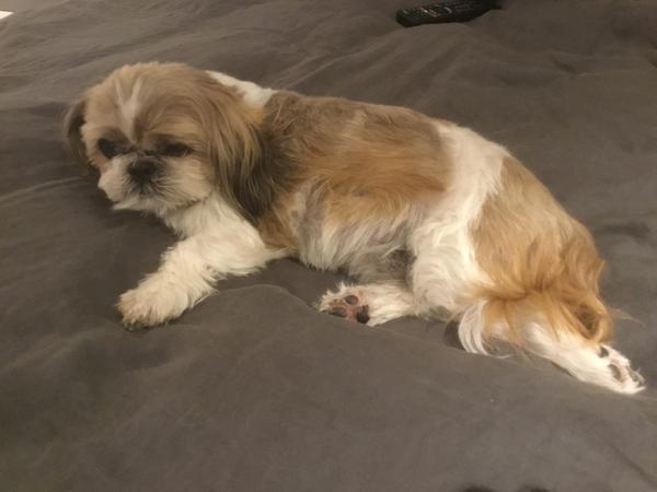 Housesitting assignment in Auckland, New Zealand