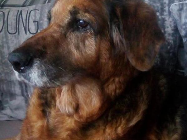 Housesitting assignment in Scunthorpe, United Kingdom