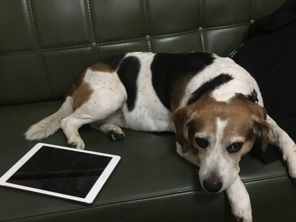 Housesitting assignment in Saint Kilda, Victoria, Australia