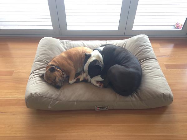 Housesitting assignment in Albany, Western Australia, Australia