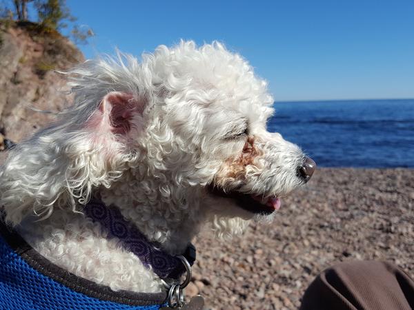 Housesitting assignment in Los Alamos, New Mexico, United States