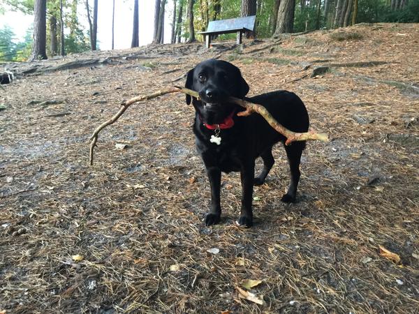 Housesitting assignment in Midhurst, United Kingdom