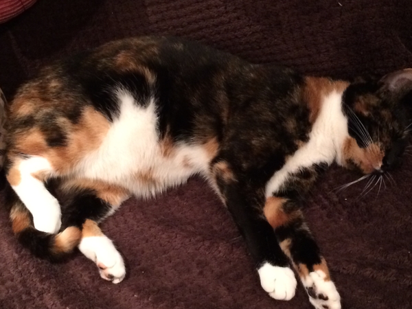 Housesitting assignment in Landshut, Germany