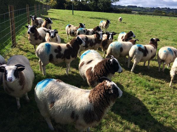Housesitting assignment in Hinton St George, United Kingdom