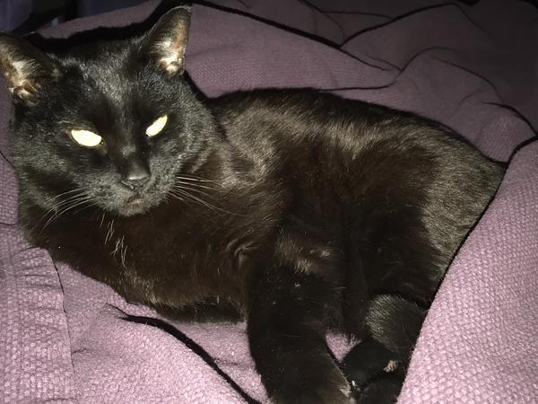 Housesitting assignment in Denver, CO, United States